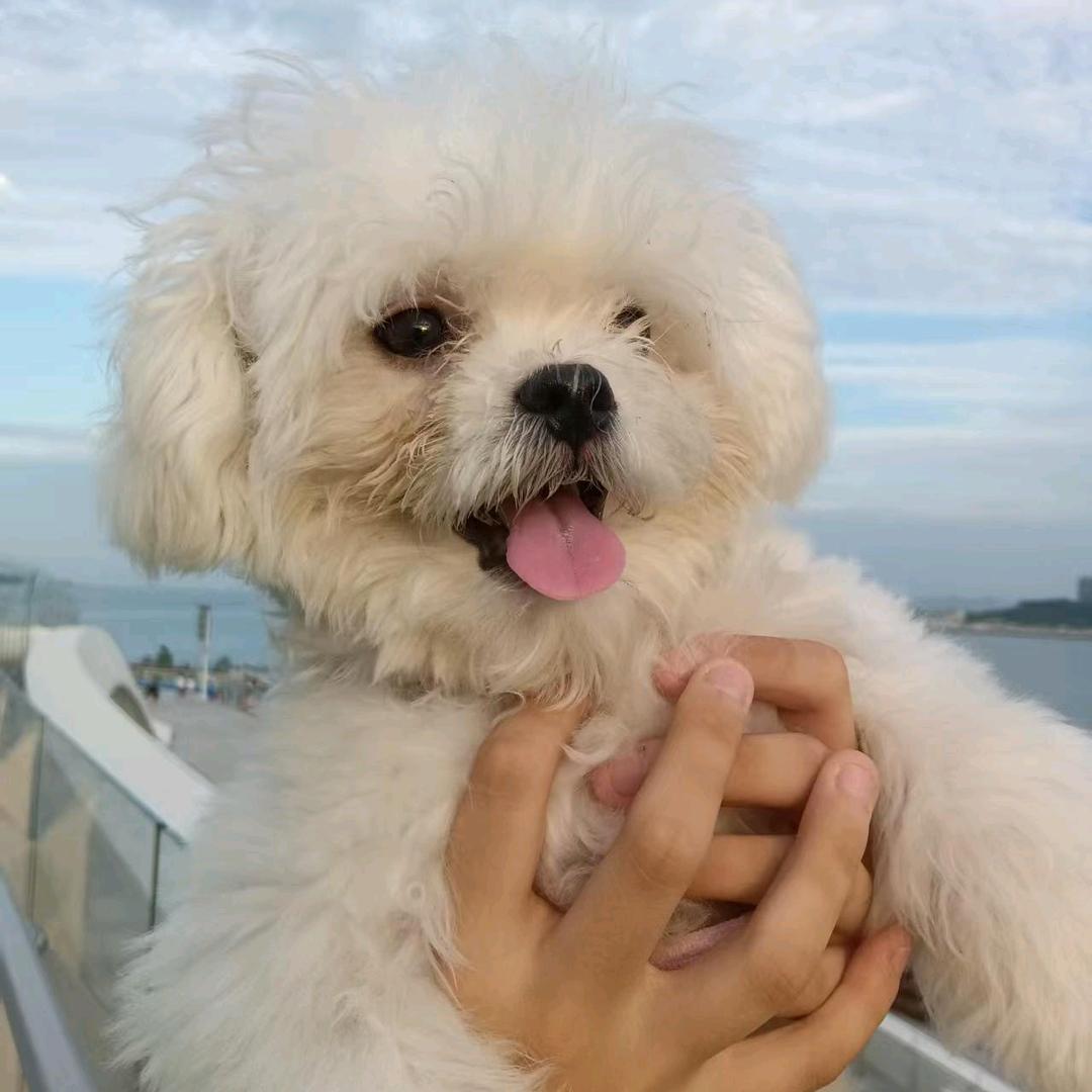 我家狗子叫^蛋挞^