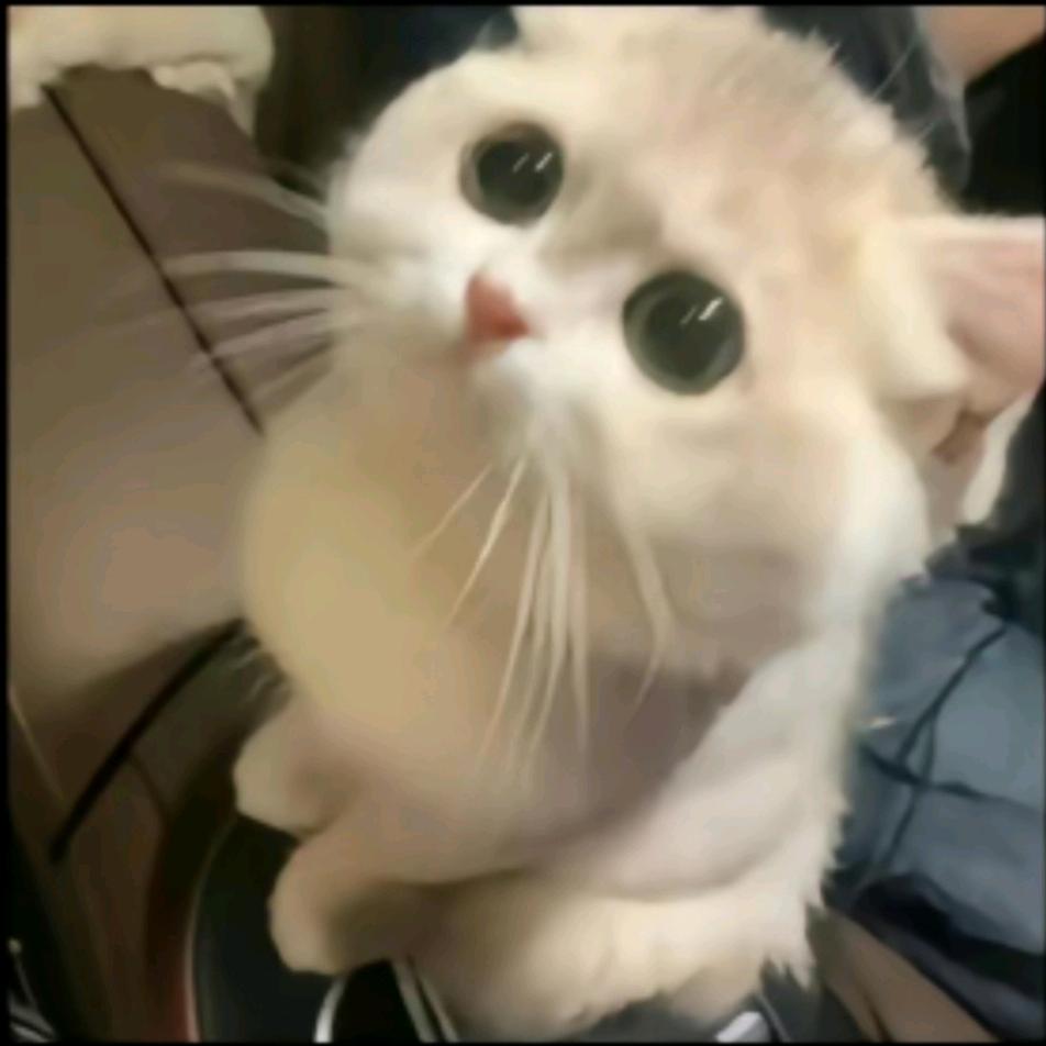 十九（三角洲行动）
