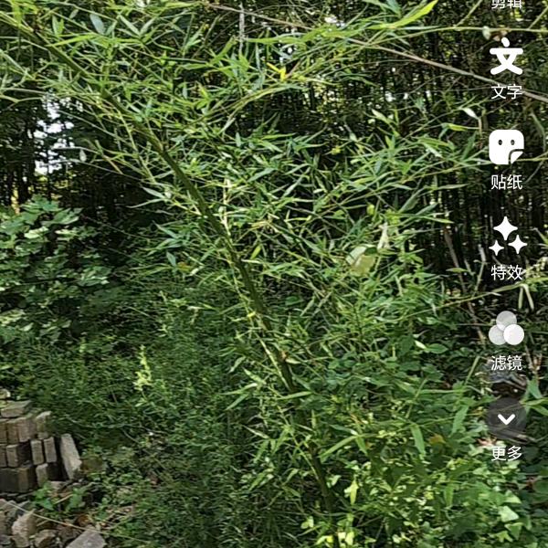 农村胖姐