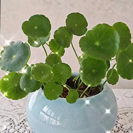 福建鞋批发 红颜