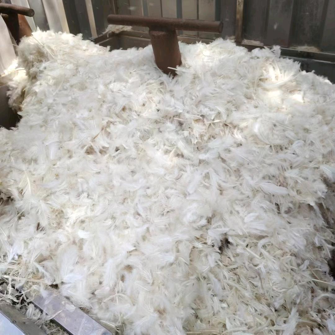 （羽毛粉蛋白）