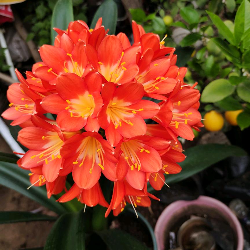 笑看人生君子兰紫根兰