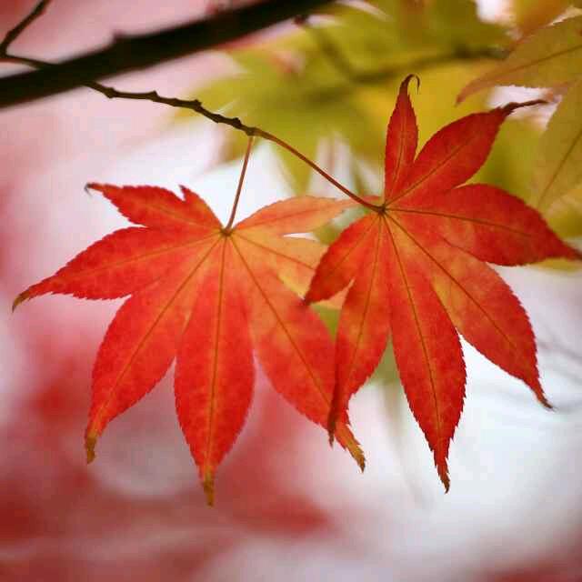 红叶