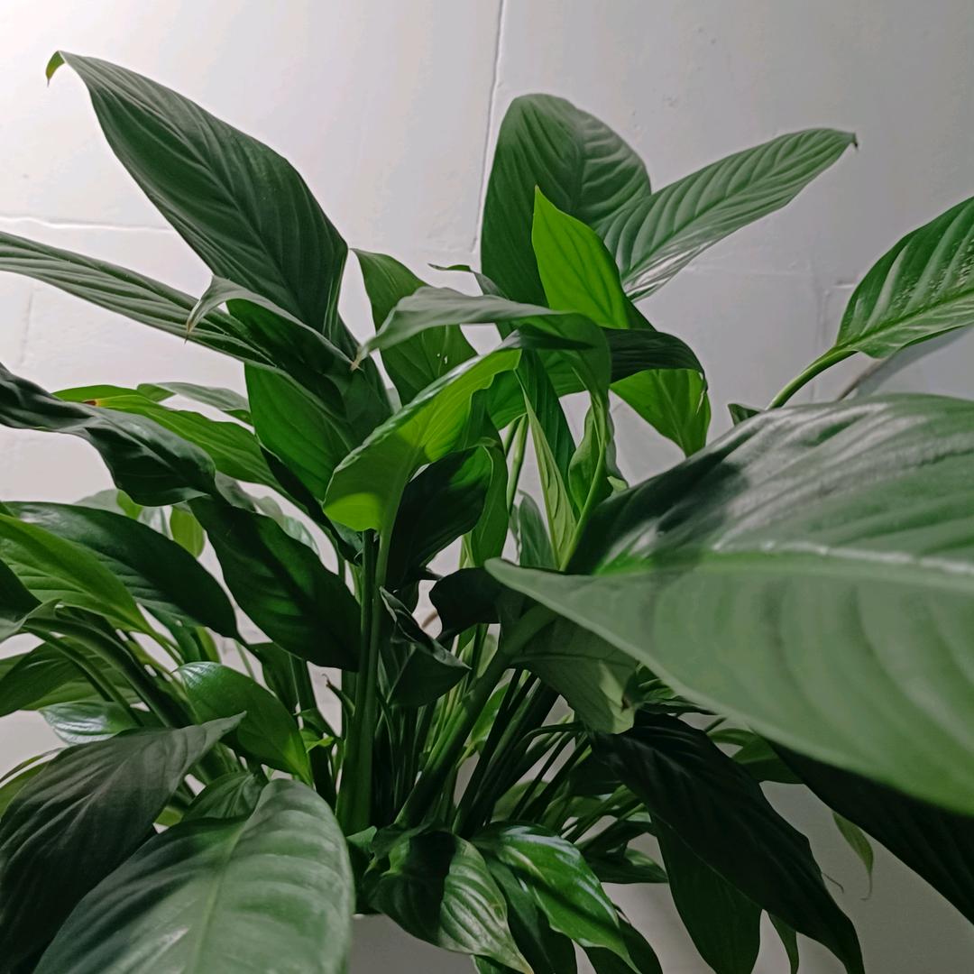 传惠