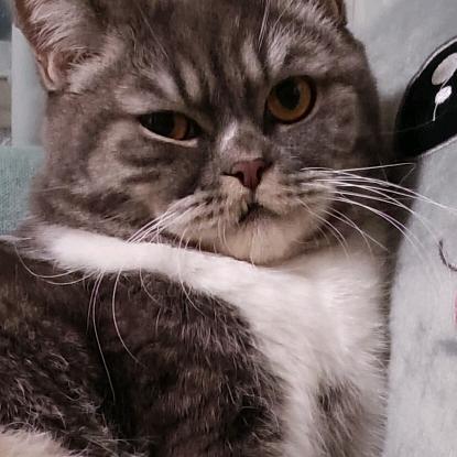 无敌小卡车～胖虎