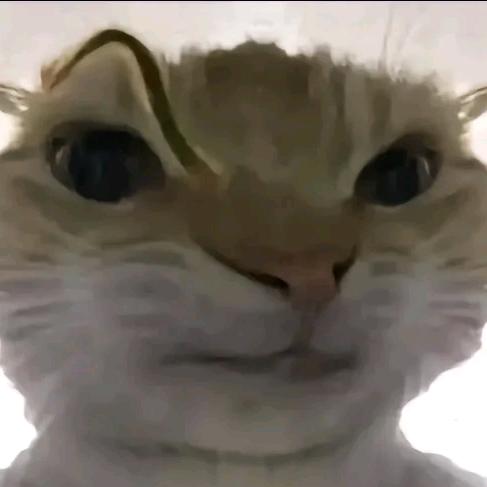 宁白（三角洲行动）