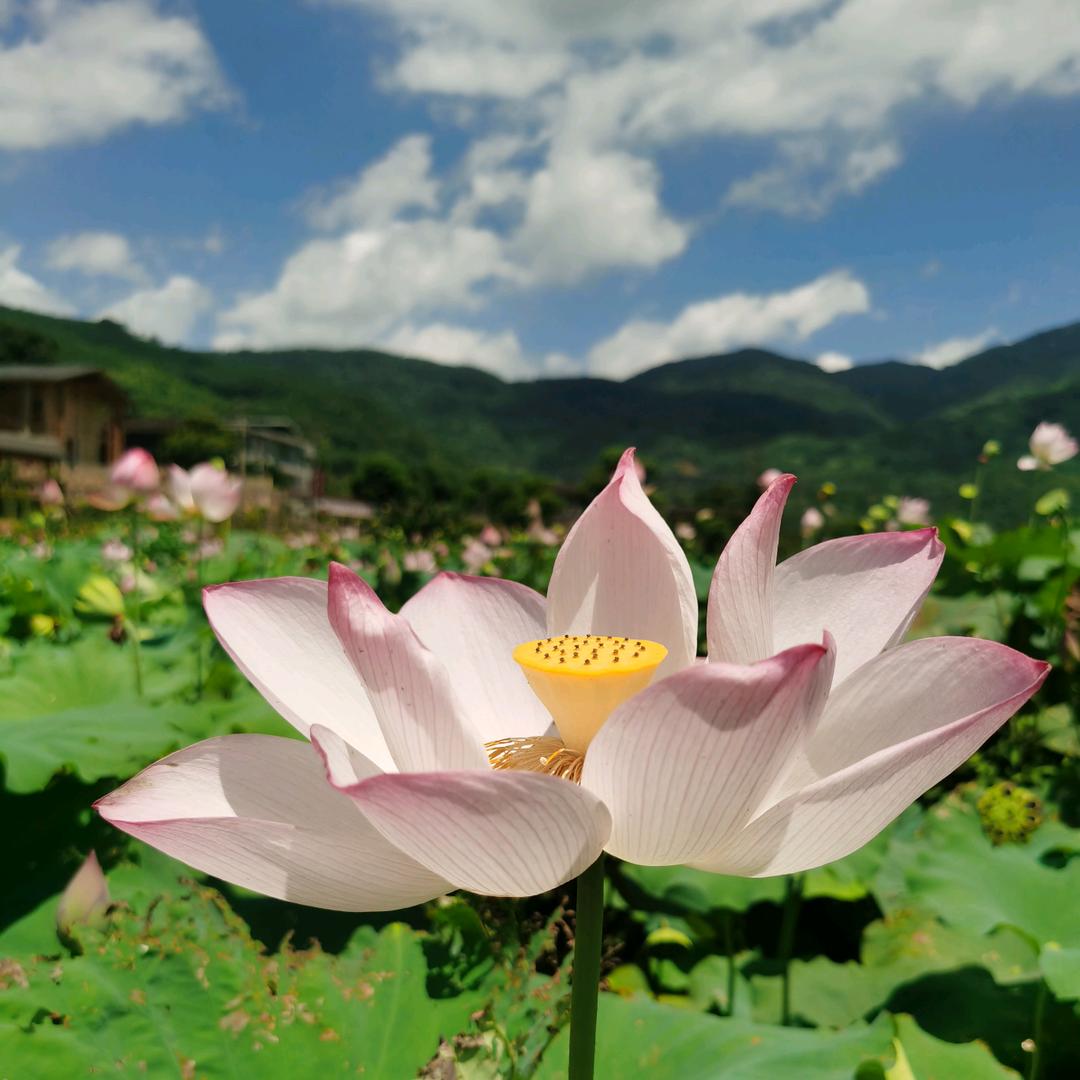 妙心