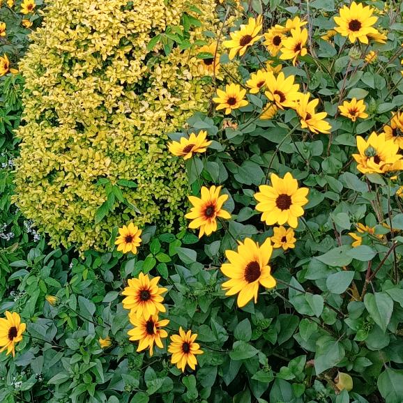 爱吃兔🐇子的草