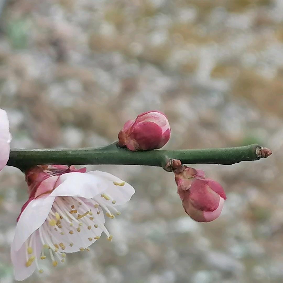 蜀人蜀地