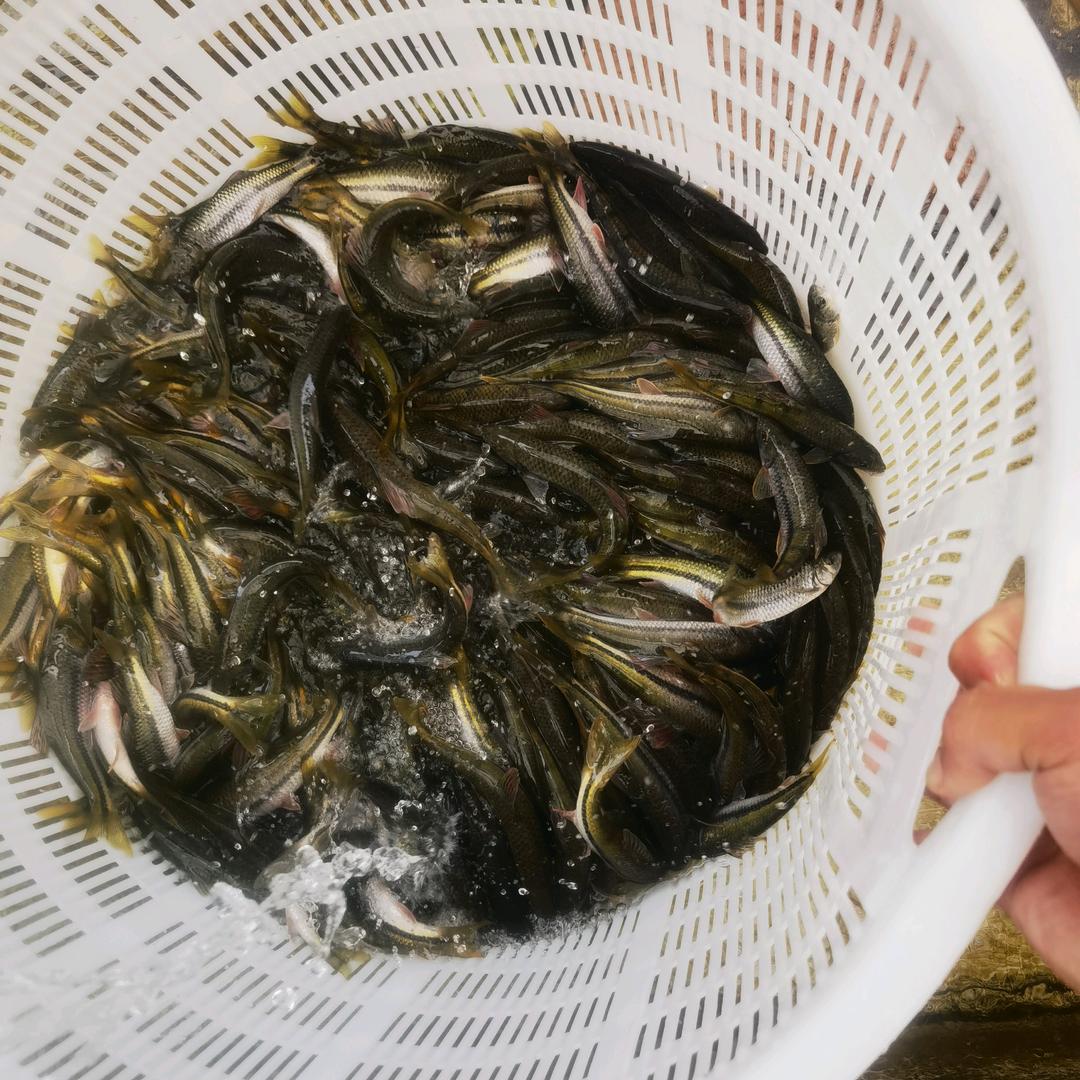 诚信溪水鱼