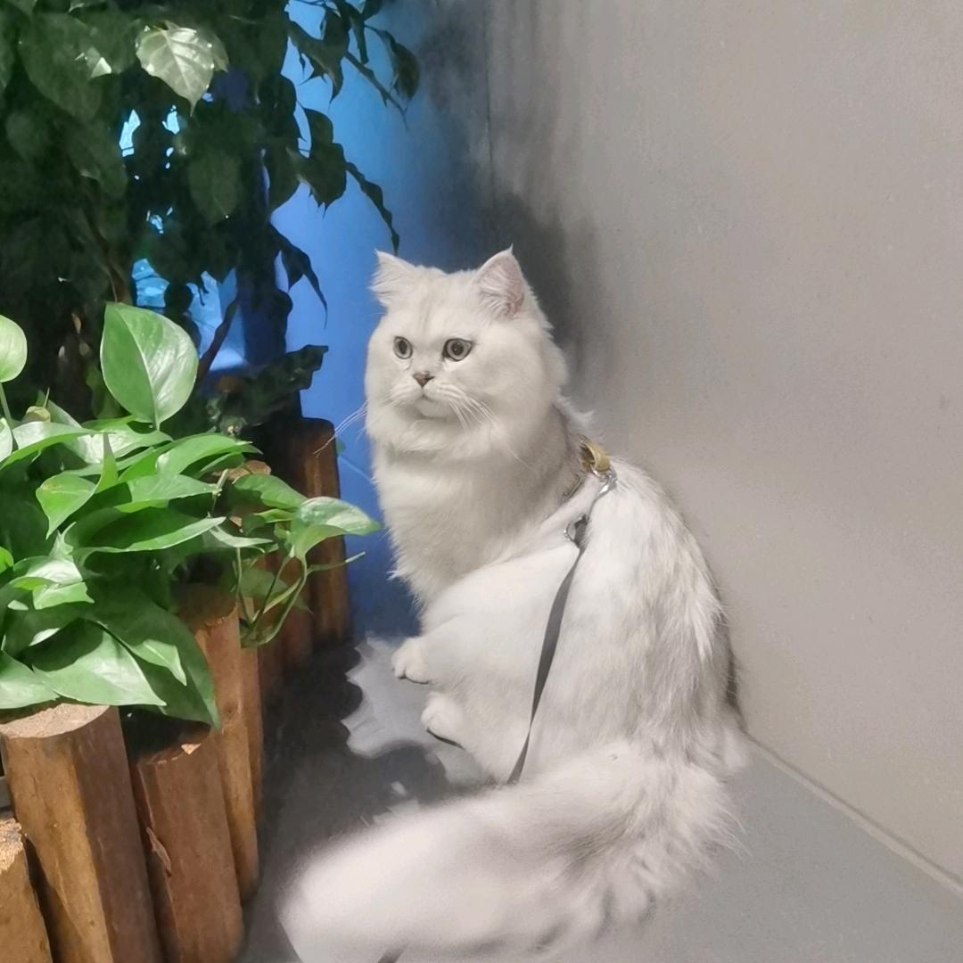 张呼呼
