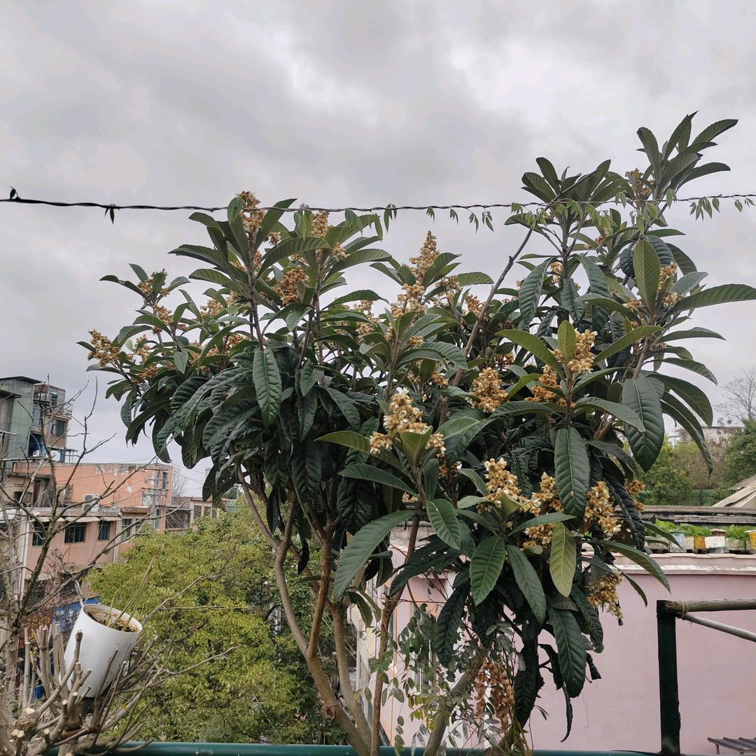 美丽的人生