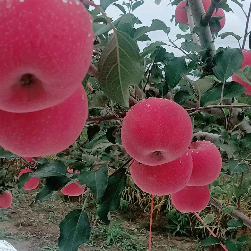 甘肃省庆阳市苹果