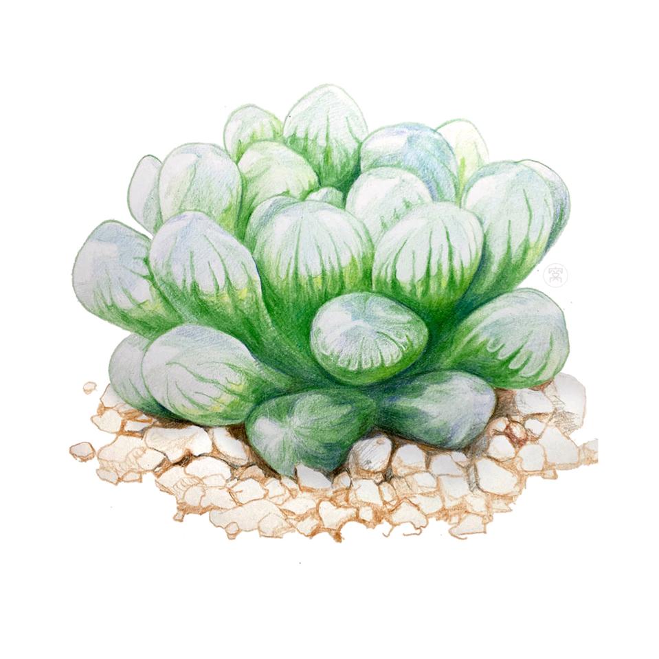 晨康