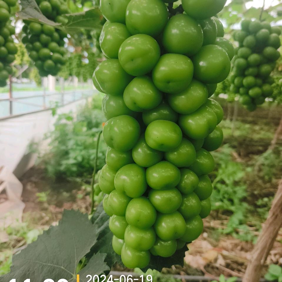 亿鑫：懂葡萄的老贺