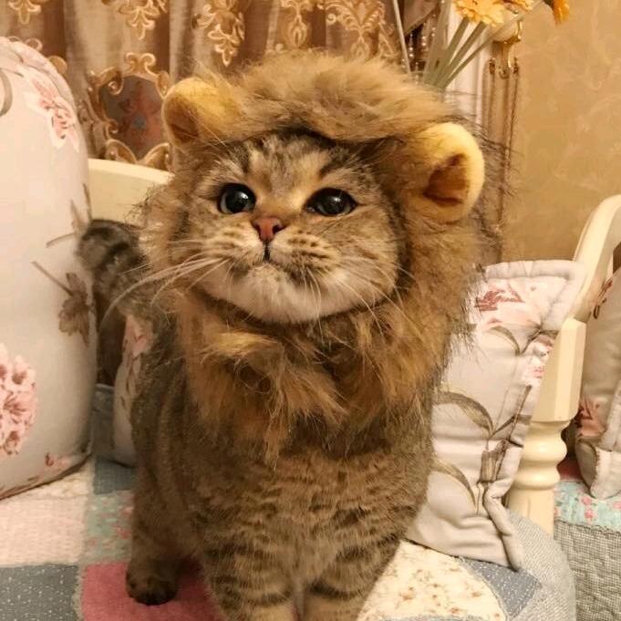 超级萌萌猫