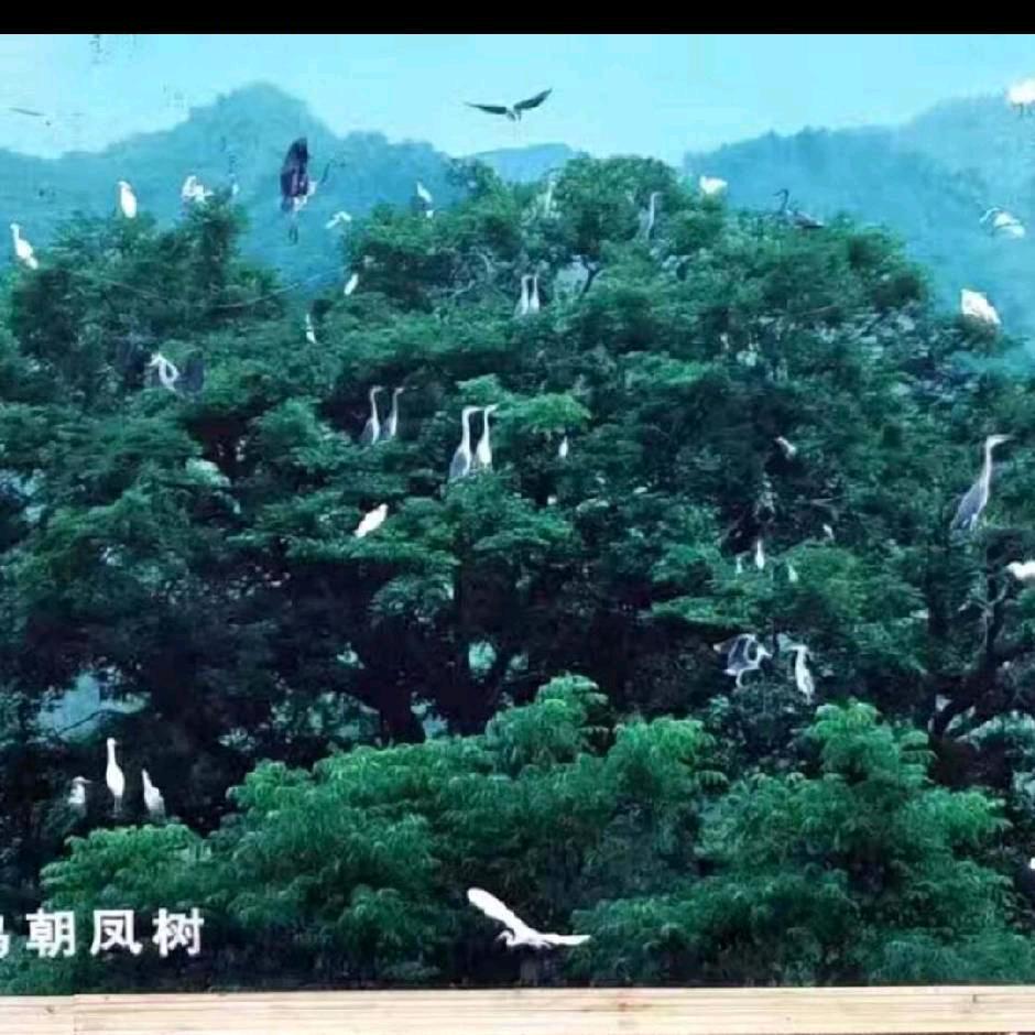 心比柠檬还酸