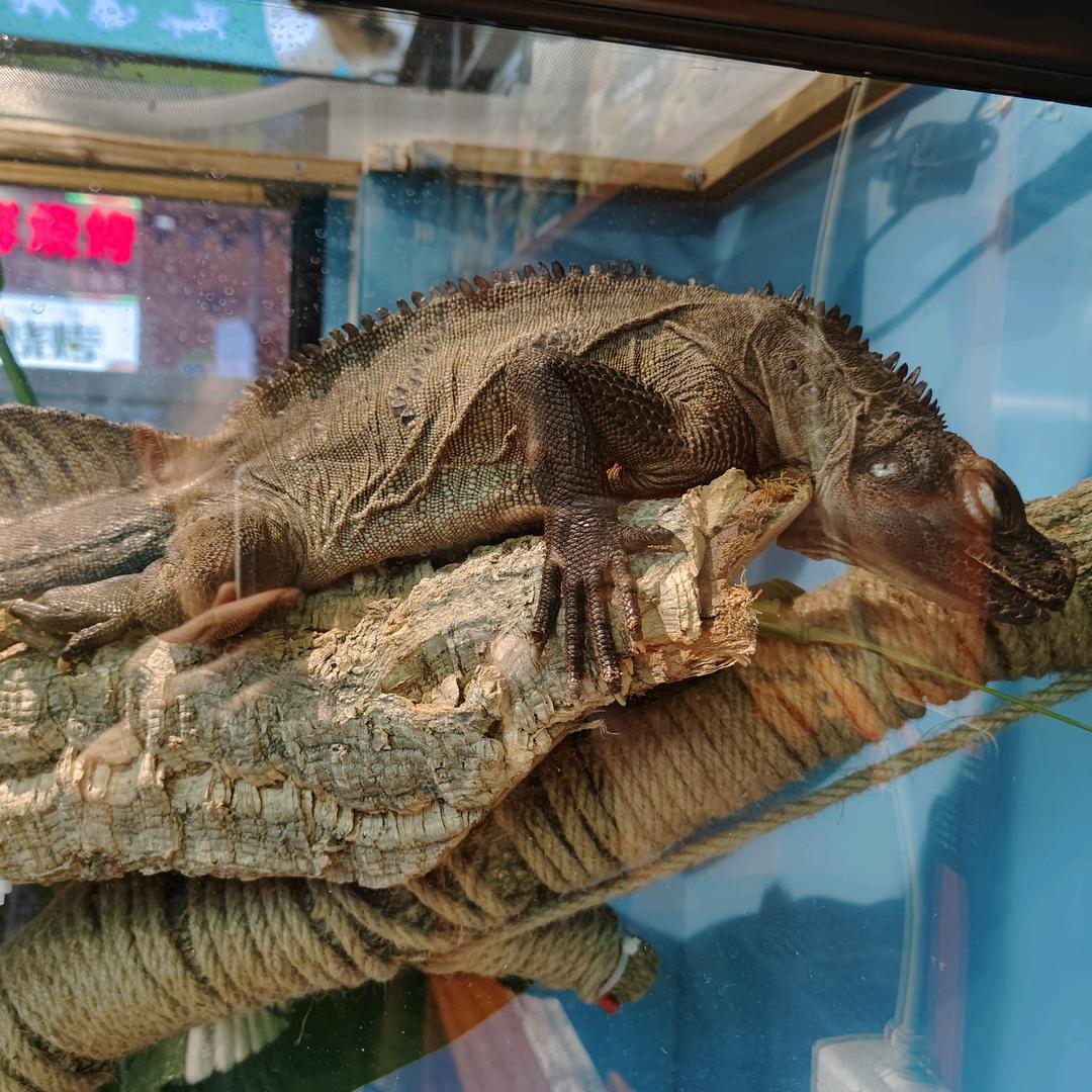 漳州万达五平方爬宠屋
