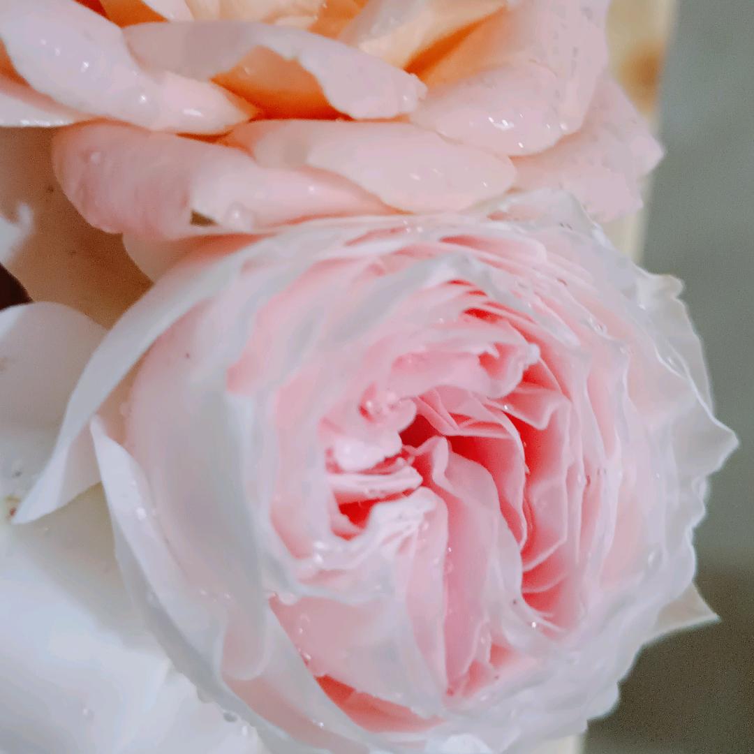 向阳花开