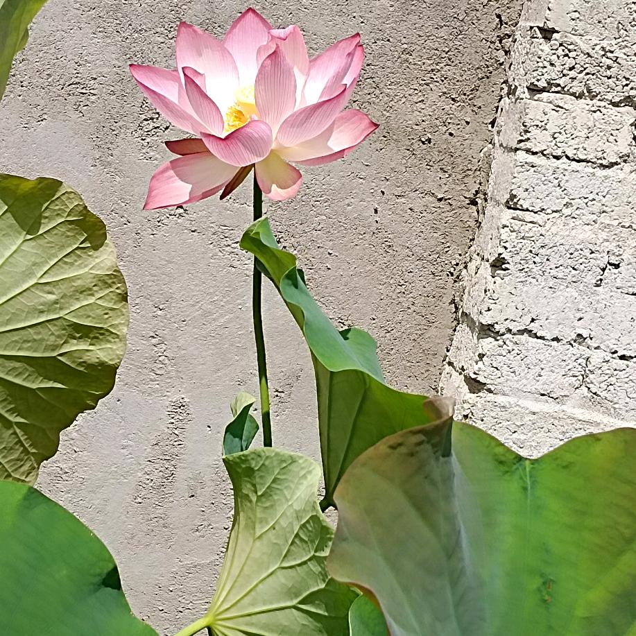 @傻丫头