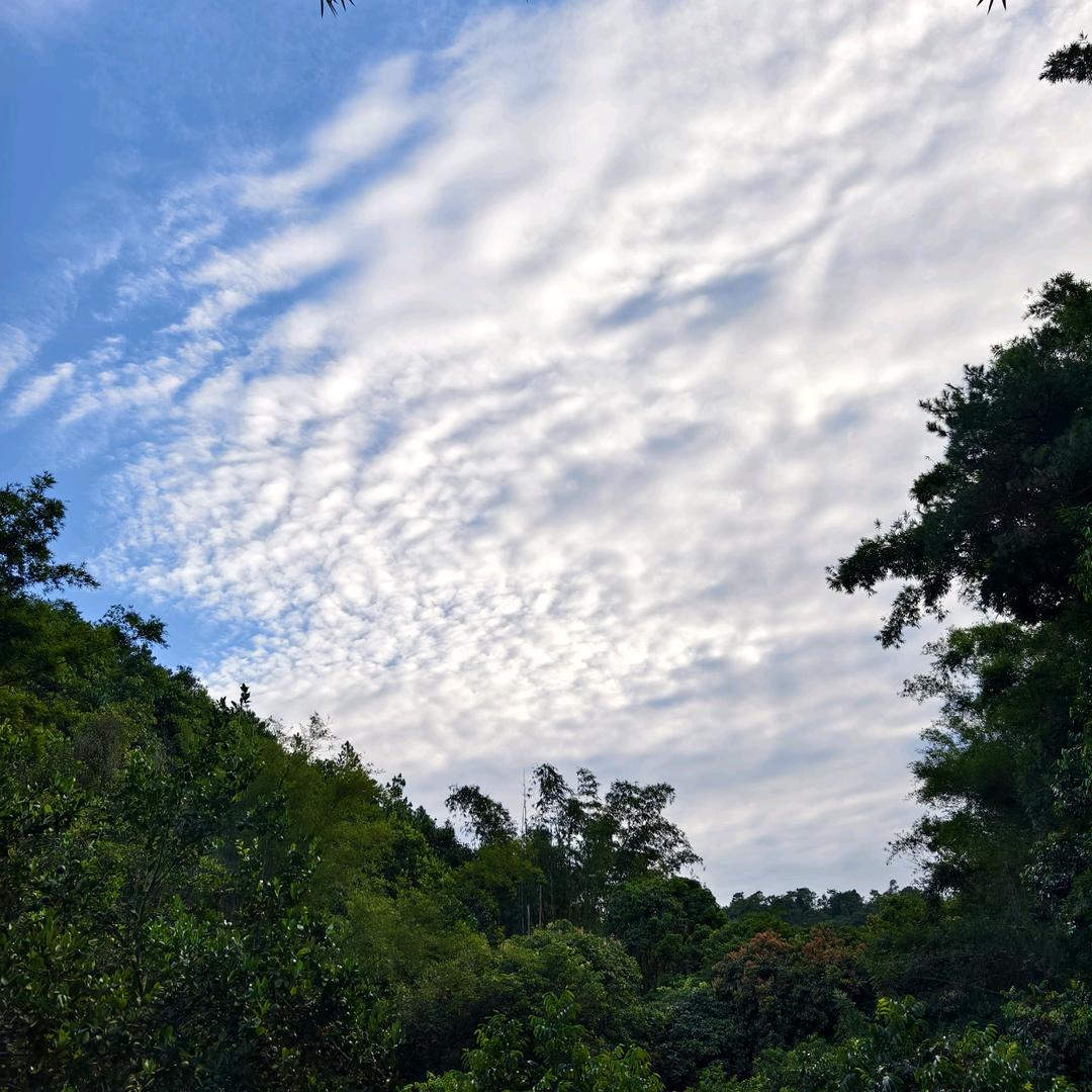 德庆正亮农产品严选店