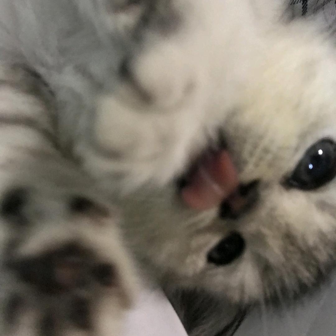 白