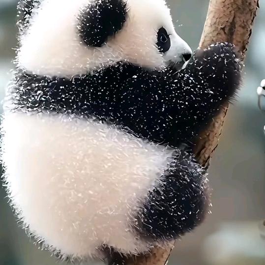 萱妈