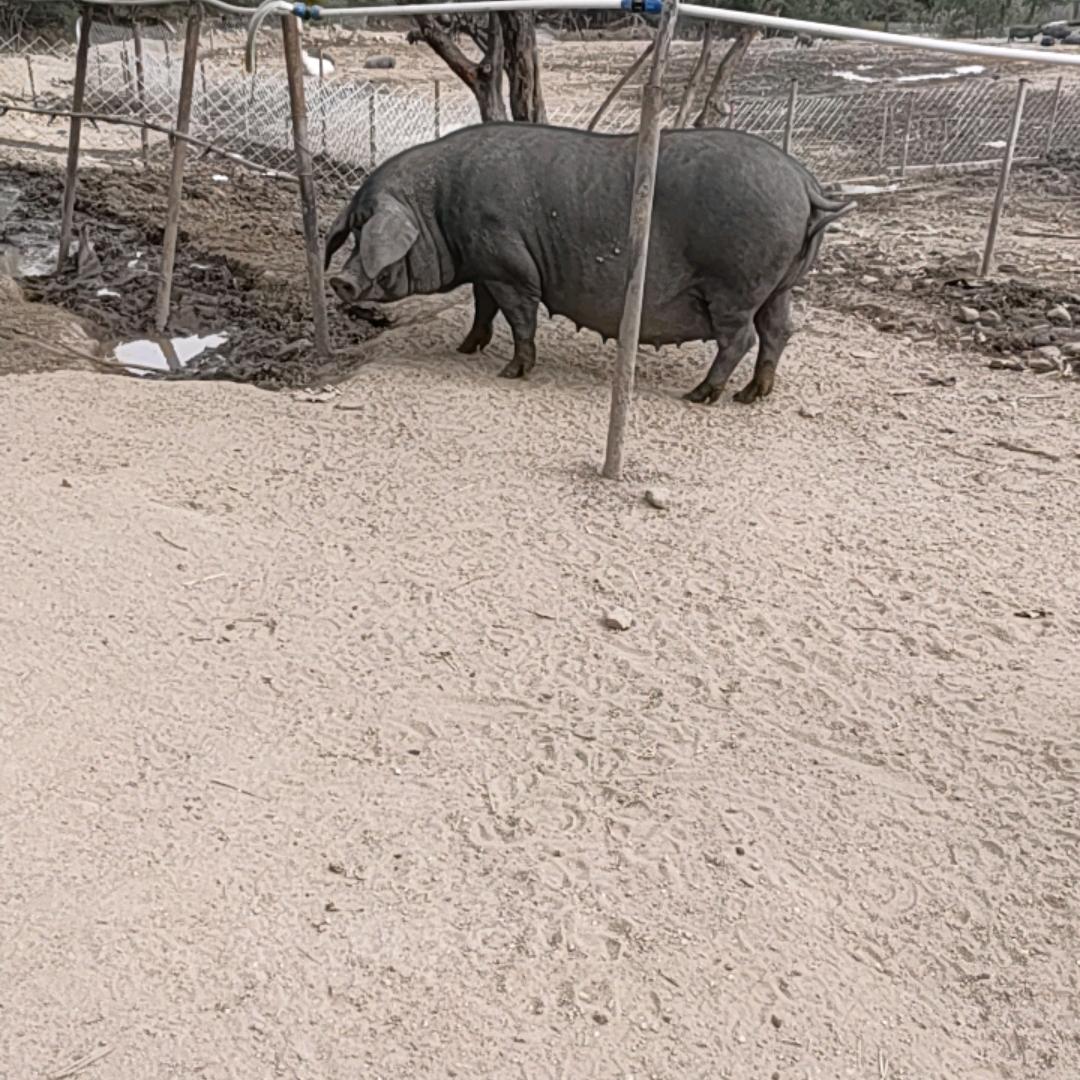 山上养溜达猪日记