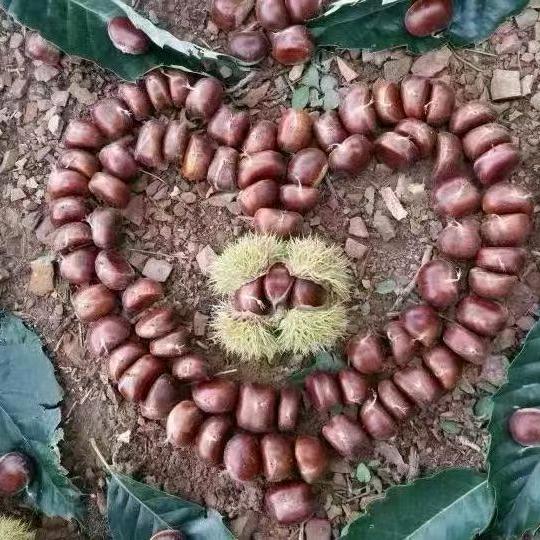 卖迁西板栗的艳儿