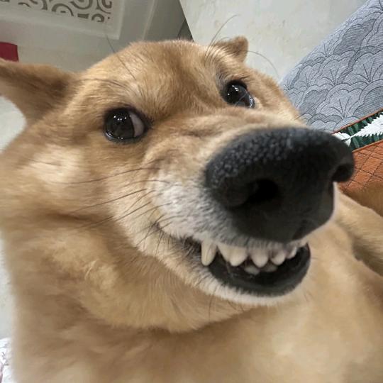布鲁斯