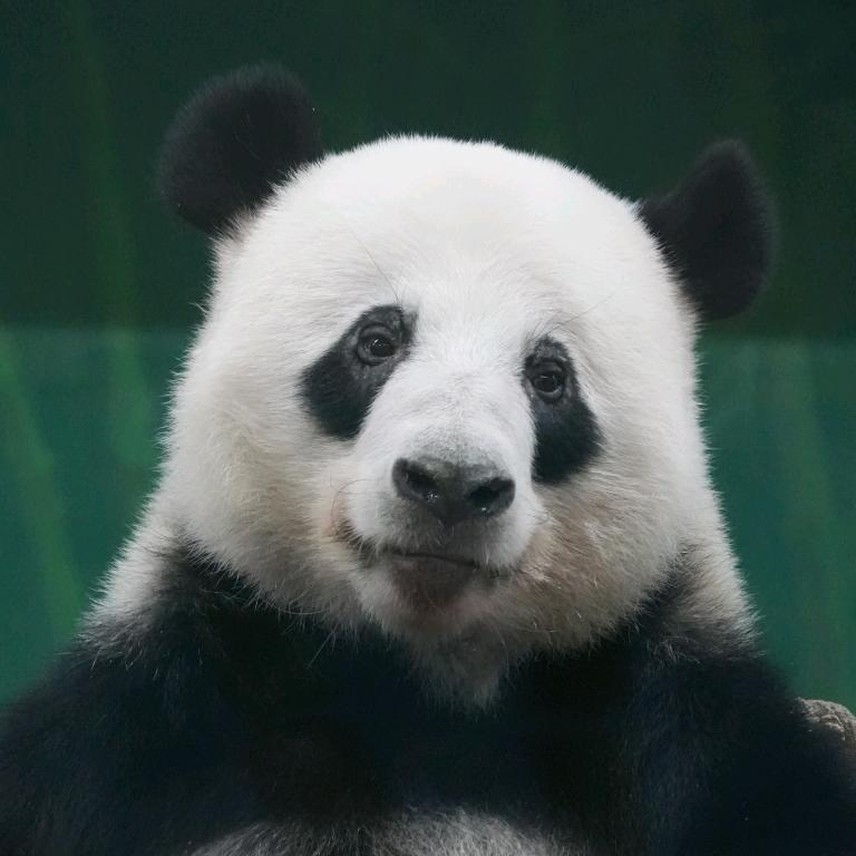喵了个咪咪
