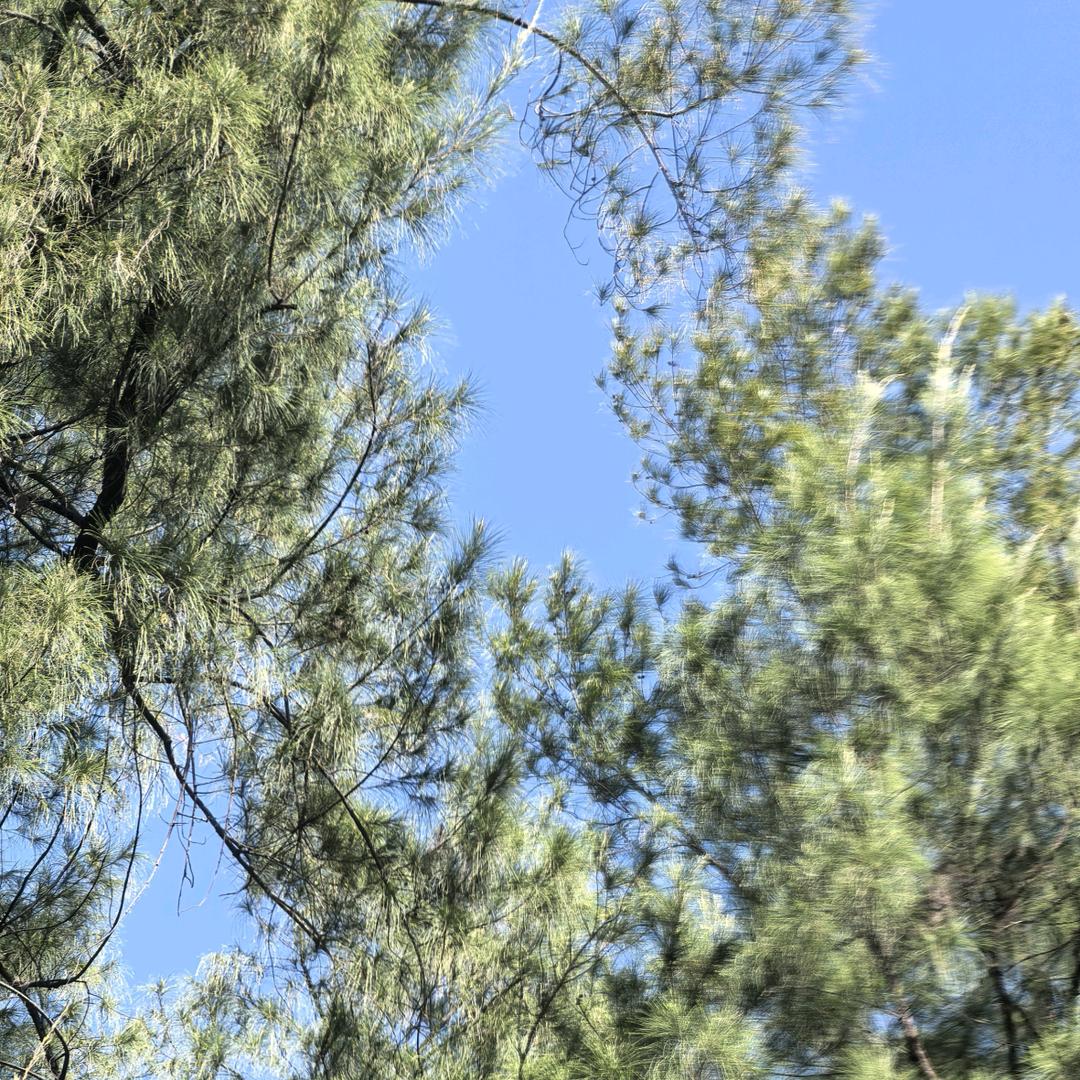 叶子叶子不要落下