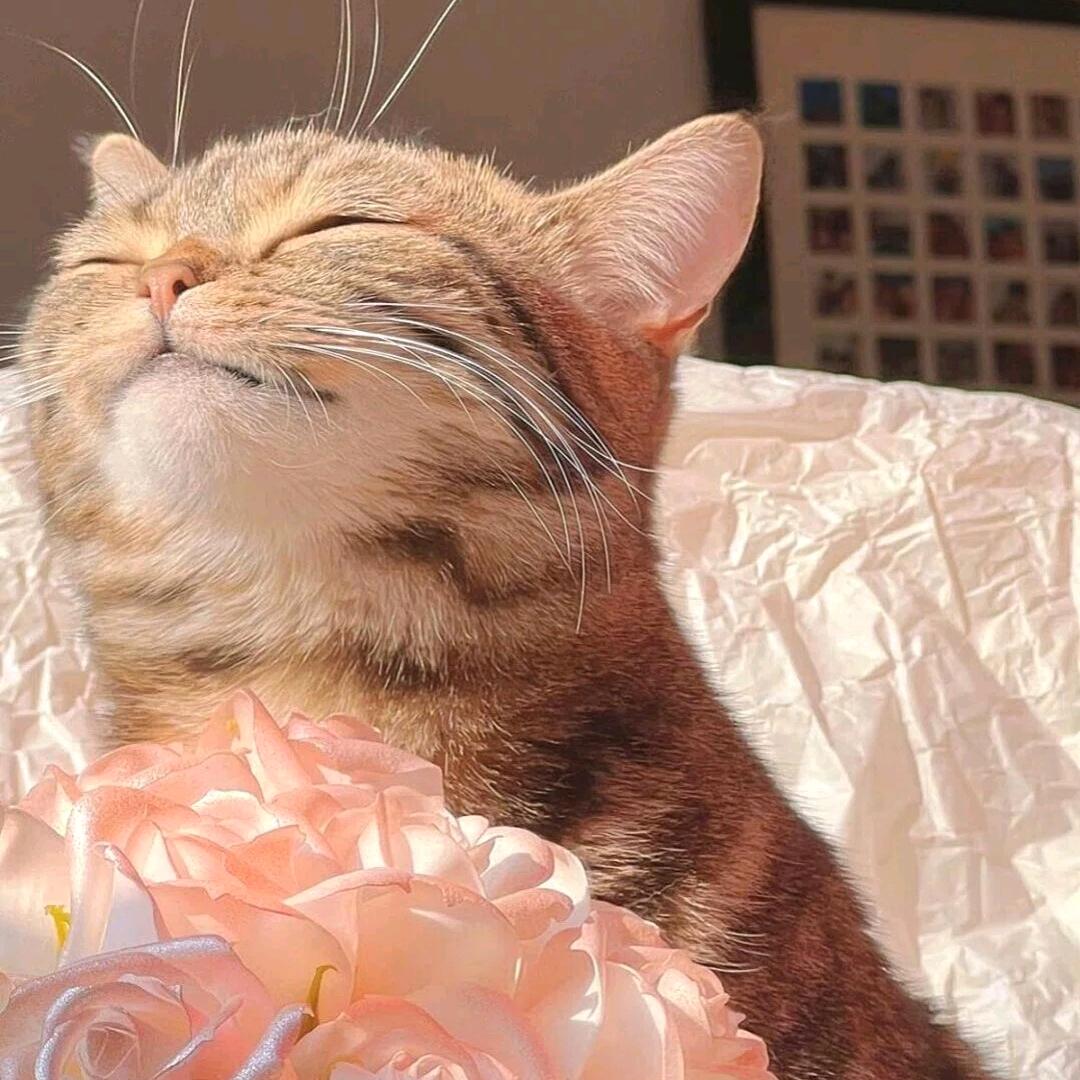 (•̤̀ᵕ•̤́๑)ᵒᵏᵎᵎᵎᵎ