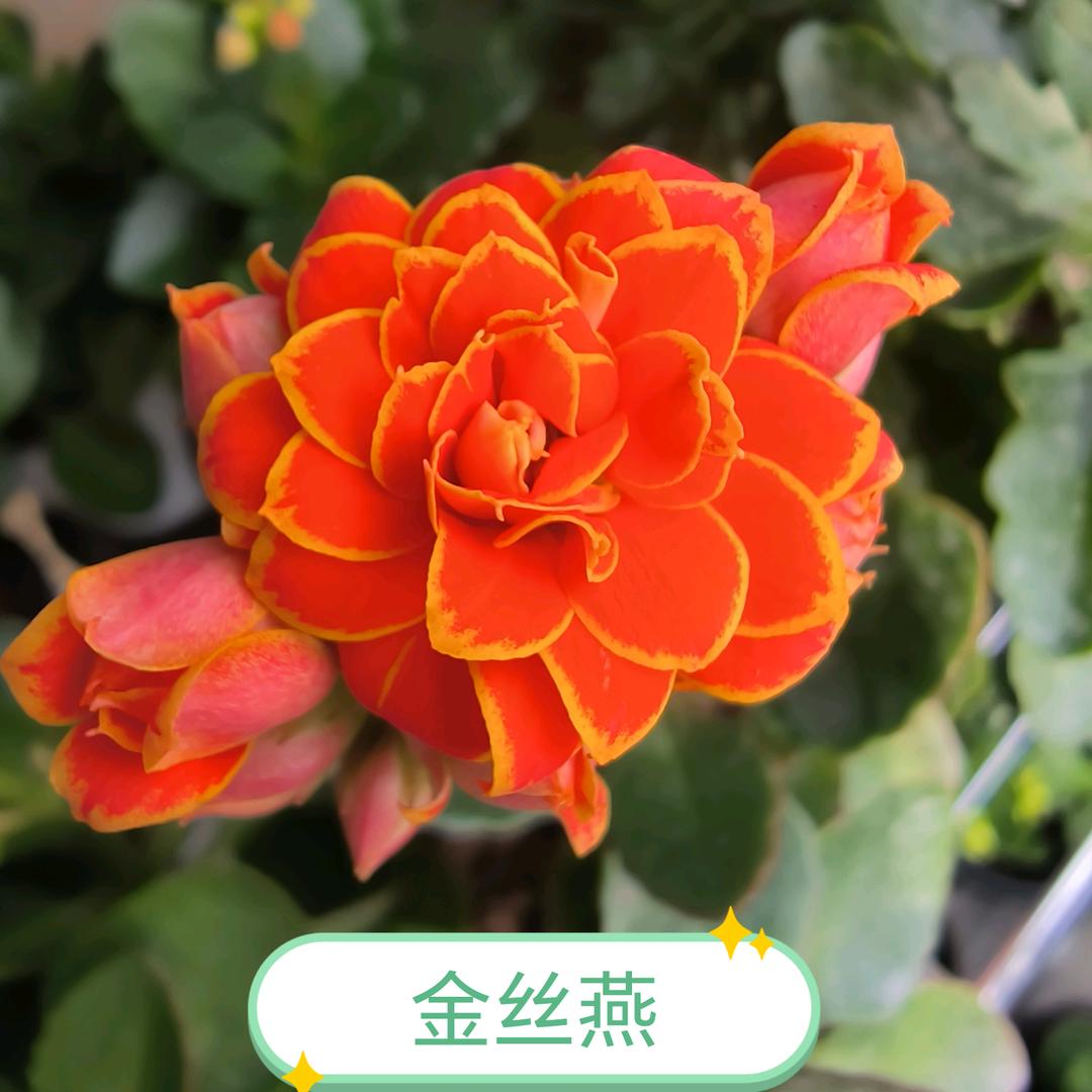 蓝莓（家庭养长寿花）