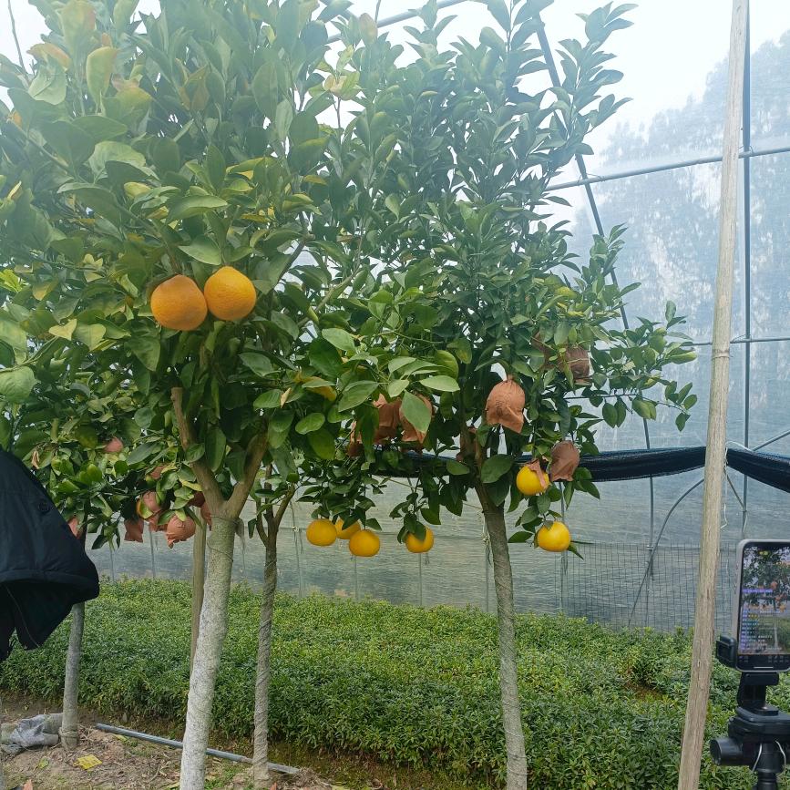 舒翠果苗绿植
