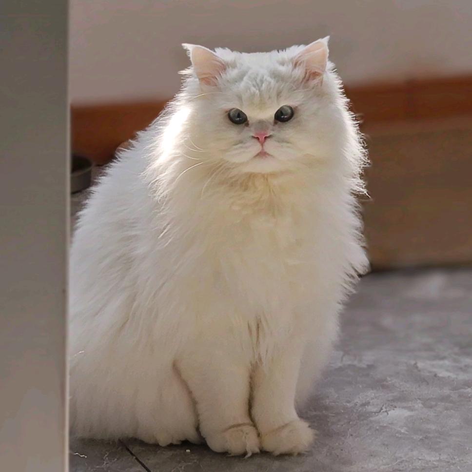 狗蛋儿是只小猫咪