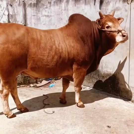 坎边覃记牛肉粉馆