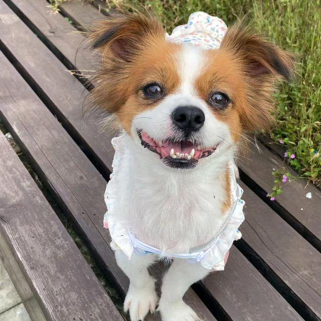 杨憨憨(蝴蝶犬)