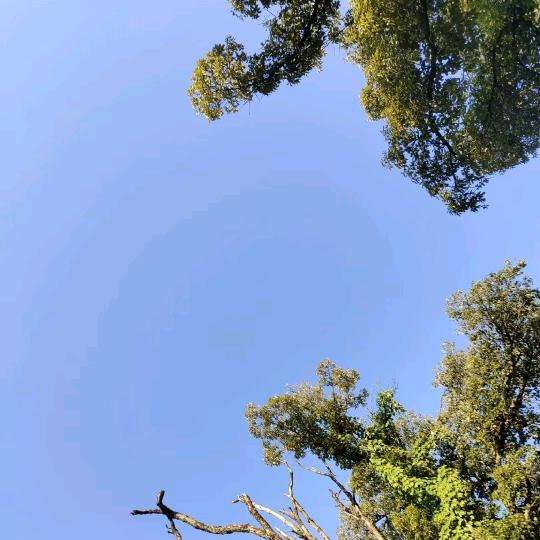 乐平亮仔