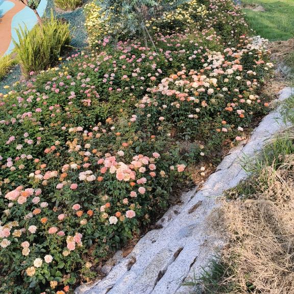 明天更好