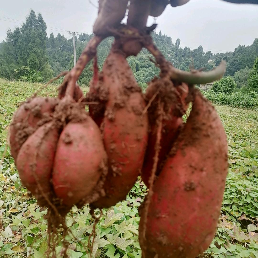 那叶红莲