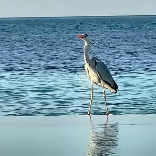 农具工厂梵星店