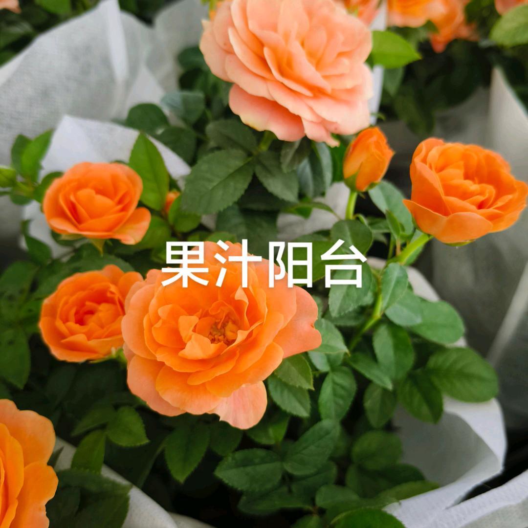 森澜园林@盆景花卉@鲜花超市