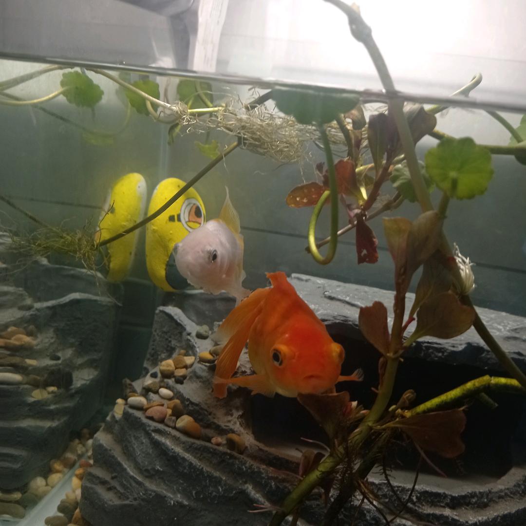 泡泡与雪球的幸福生活