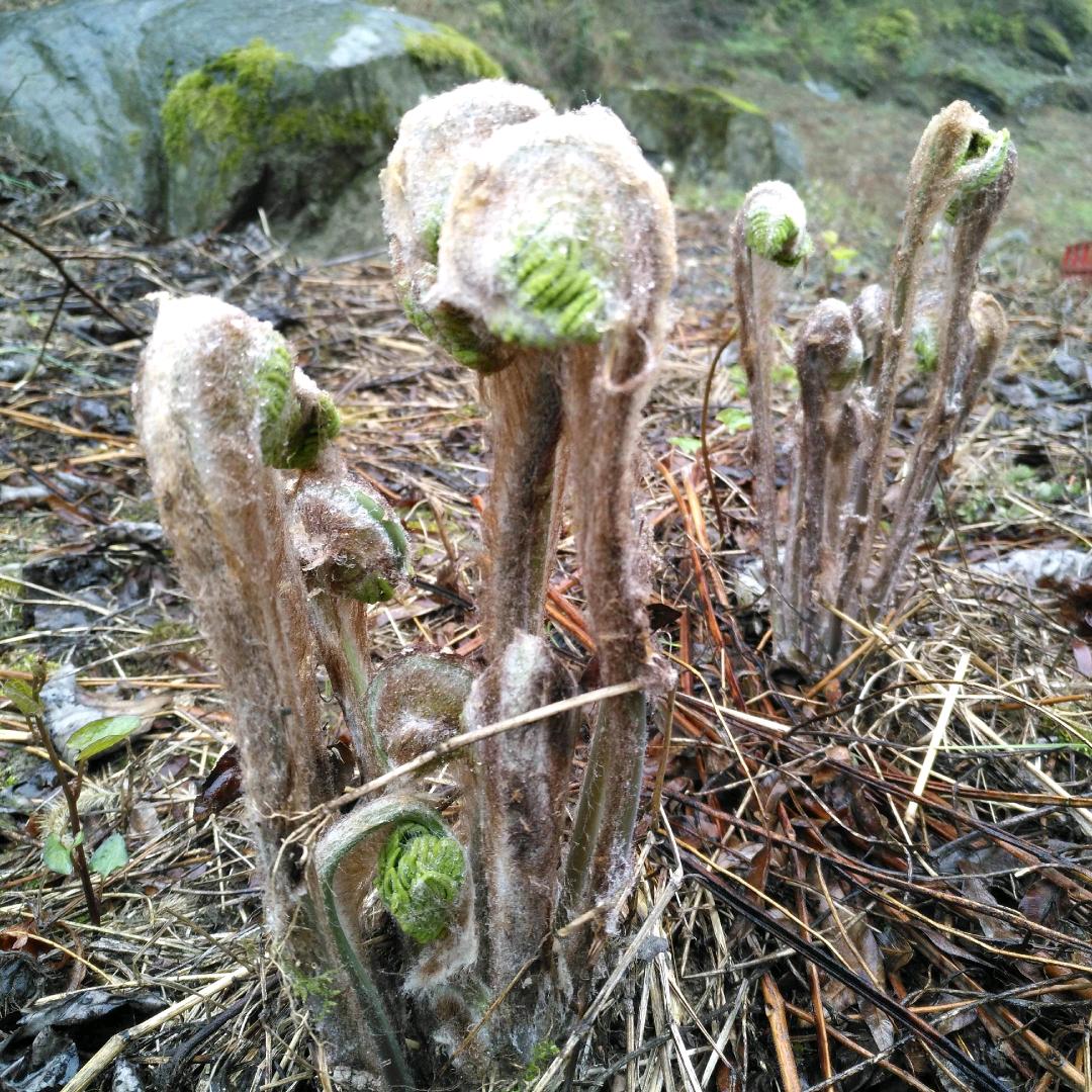蕨菜干,微菜干,地瓜梗收购厂家