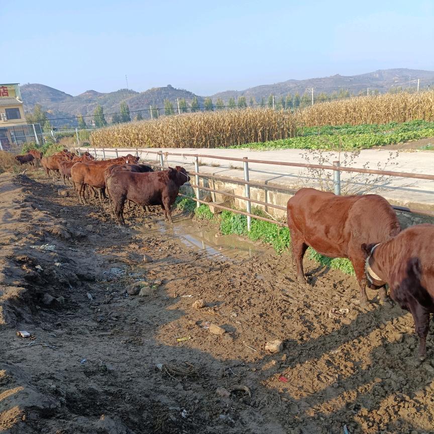 陕北肉牛交易市场、代办