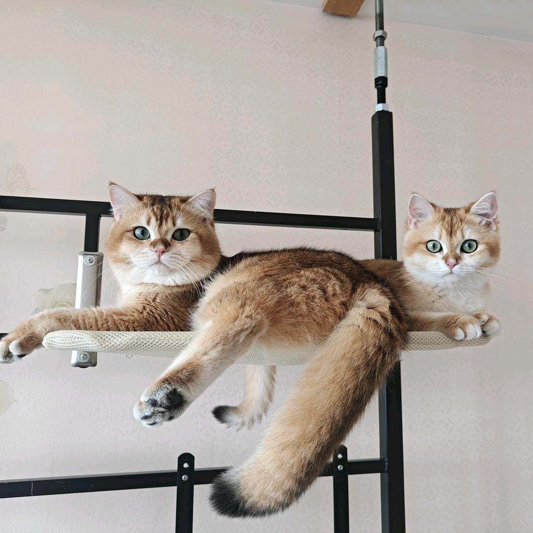 憨皮拍档🐱🐱