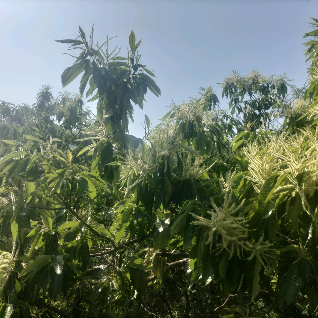 彦平
