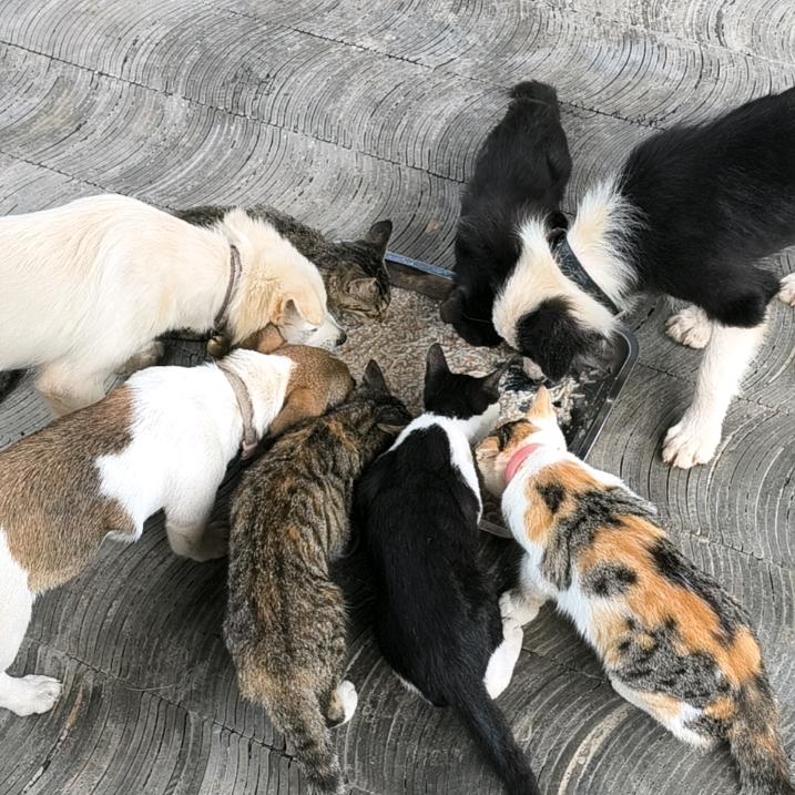 🐱🐶开饭了！