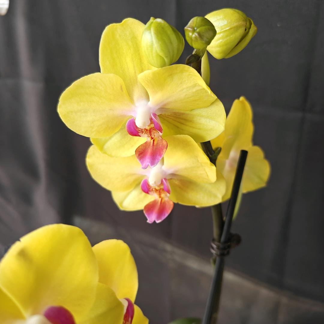 小辉花植